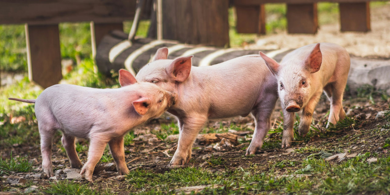Préstecs per fer front a la pesta porcina