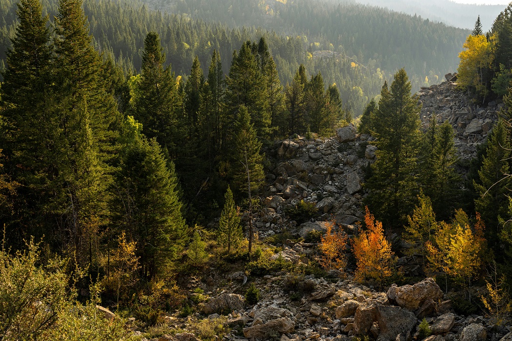 How can I calculate my company's carbon footprint?