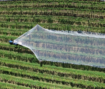 Préstecs per xarxes antipedra