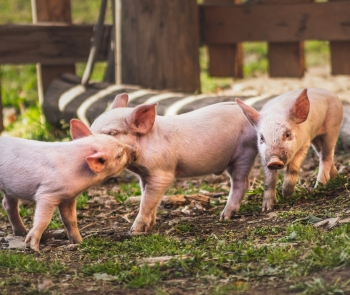 Préstecs per fer front a la pesta porcina africana